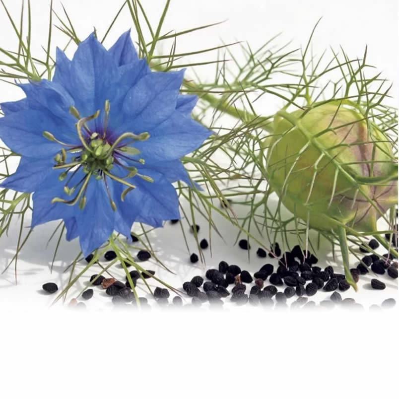 Nigella Sativa